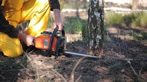 Best Stump Grinding and Removal  in Delavan Lake, WI